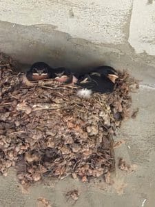 Młode jaskółki w gnieździe